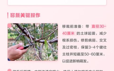 桃树几月份移栽成活率高？高效种植指南