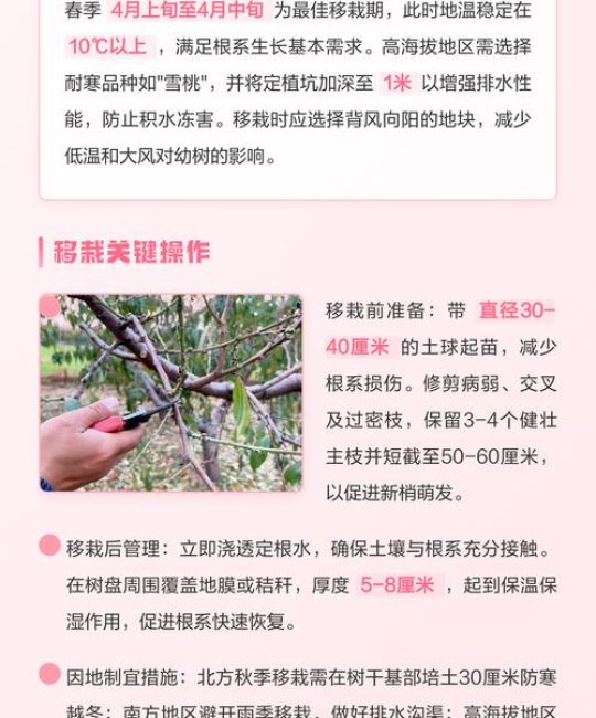 桃树几月份移栽成活率高？高效种植指南