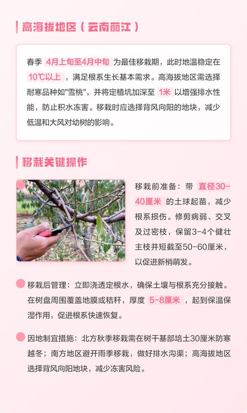 桃树几月份移栽成活率高?高效种植指南 桃树几月份移栽成活率高?高效种植指南