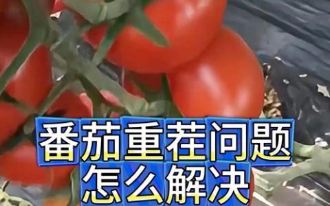西红柿种几茬是重茬？3年连作必遭重茬病，轮作改良是关键