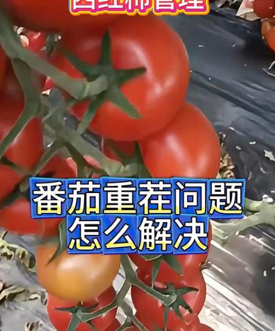 西红柿种几茬是重茬？3年连作必遭重茬病，轮作改良是关键