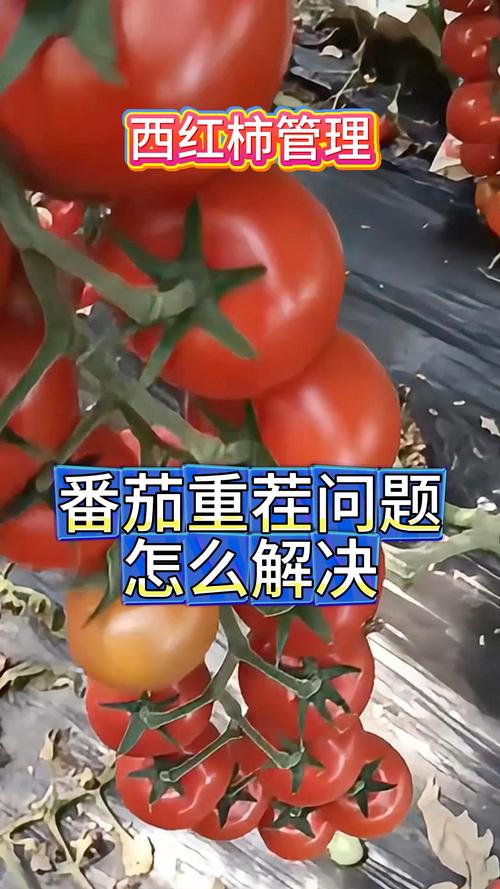 西红柿种几茬是重茬?3年连作必遭重茬病,轮作改良是关键 西红柿种几茬是重茬?3年连作必遭重茬病,轮作改良是关键