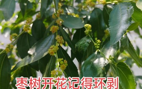 枣树环剥时间和方法详解：提高坐果率的关键技术