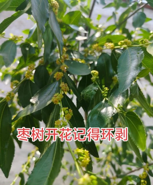 枣树环剥时间和方法详解：提高坐果率的关键技术