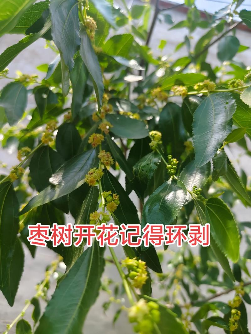 枣树环剥时间和方法详解:提高坐果率的关键技术 枣树环剥时间和方法详解:提高坐果率的关键技术