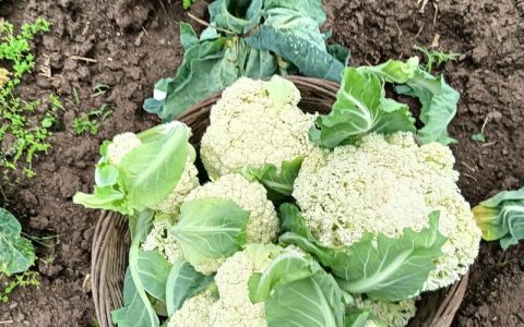 菜花露天种植全流程指南：最佳时间与成活技巧