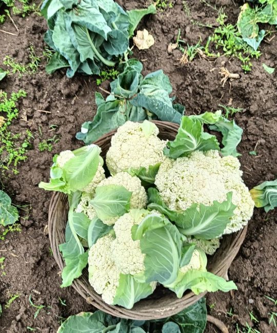 菜花露天种植全流程指南：最佳时间与成活技巧