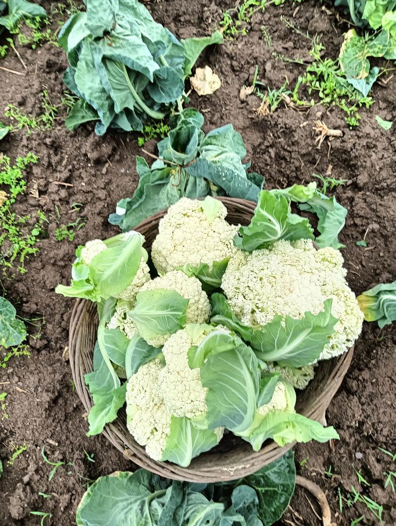 菜花露天种植全流程指南:最佳时间与成活技巧 菜花露天种植全流程指南:最佳时间与成活技巧