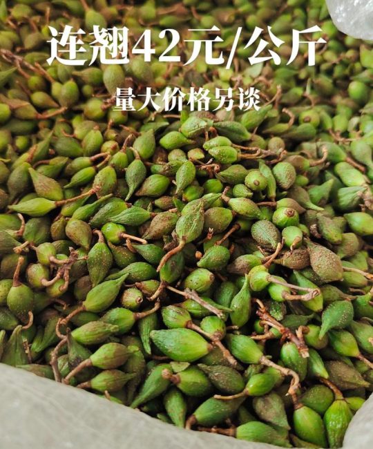 2026年干连翘多少钱一斤？市场报价与影响因素分析