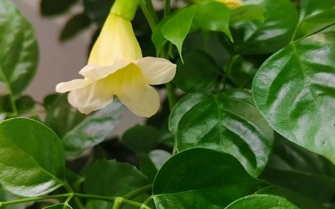 幸福树开花常见吗？家庭养护促花技巧与花期全解析