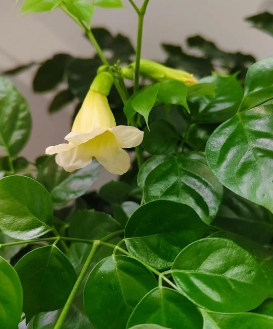 幸福树开花常见吗？家庭养护促花技巧与花期全解析