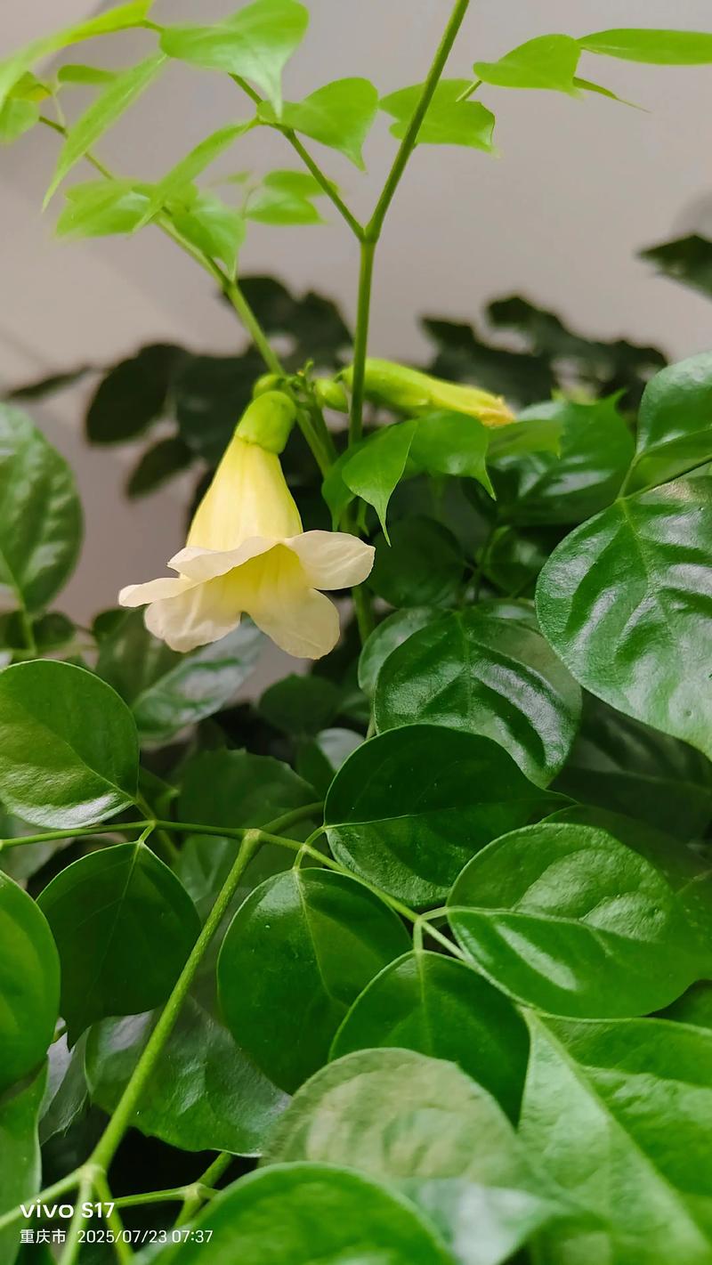 幸福树开花常见吗?家庭养护促花技巧与花期全解析 幸福树开花常见吗?家庭养护促花技巧与花期全解析