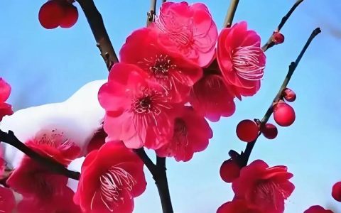 梅花的寓意和象征：庭院与盆栽科学种植指南