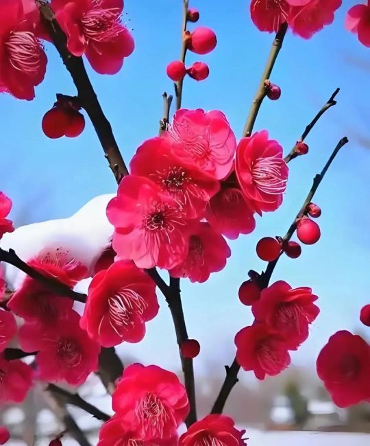 梅花的寓意和象征：庭院与盆栽科学种植指南