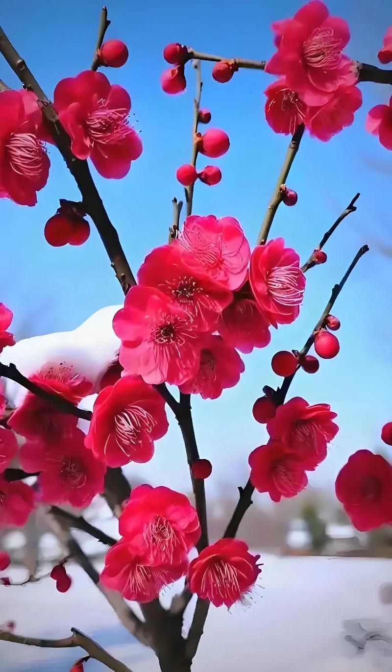 梅花的寓意和象征:庭院与盆栽科学种植指南 梅花的寓意和象征:庭院与盆栽科学种植指南