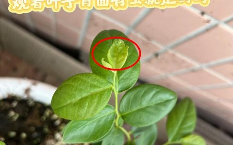 蓝莓掉叶子怎么补救？专业诊断与急救指南