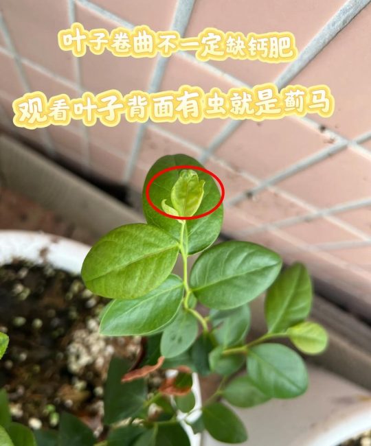 蓝莓掉叶子怎么补救？专业诊断与急救指南