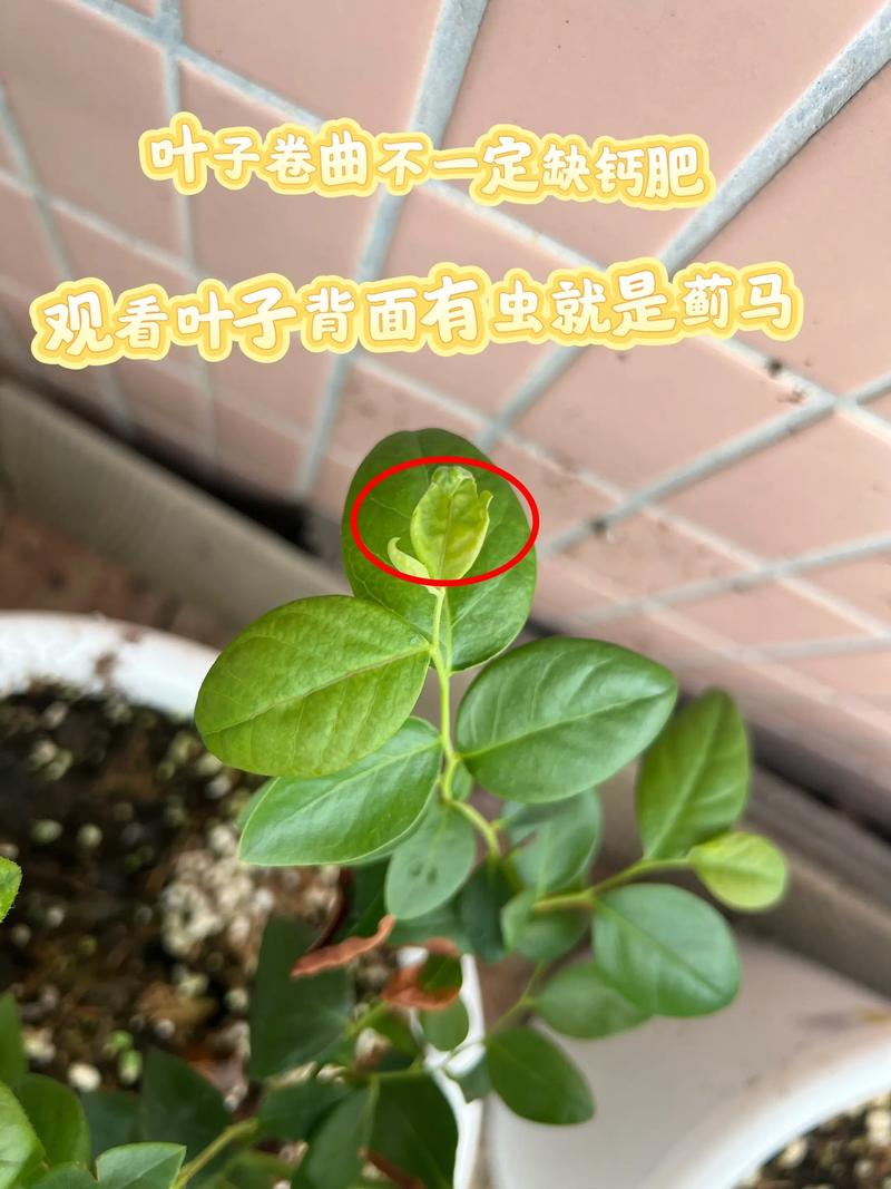 蓝莓掉叶子怎么补救?专业诊断与急救指南 蓝莓掉叶子怎么补救?专业诊断与急救指南