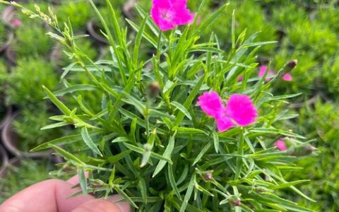 欧石竹是多年生还是一年生？地被植物养护全指南