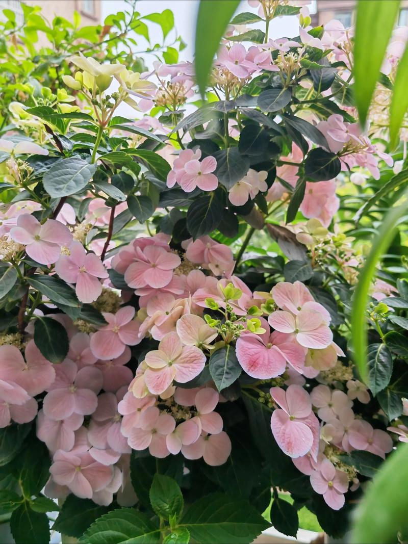 落跑新娘绣球花优缺点详解与全周期养护指南 落跑新娘绣球花优缺点详解与全周期养护指南