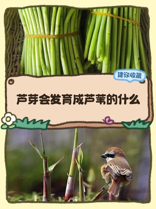 芦苇小苗多少钱一株?2026年最新价格区间与五大影响因素分析 常见问题 (FAQ)