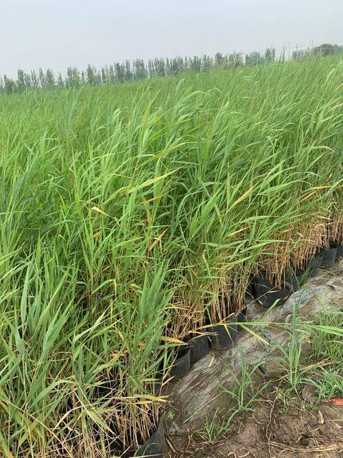 芦苇小苗多少钱一株?2026年最新价格区间与五大影响因素分析 精准询价指南:如何获取你所在区域的芦苇小苗报价?