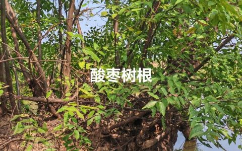 枣树根的功效与作用及食用禁忌