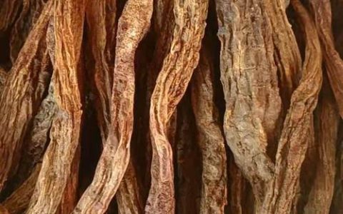 枣树皮的功效与作用：止汗止血的民间偏方，但需谨慎使用