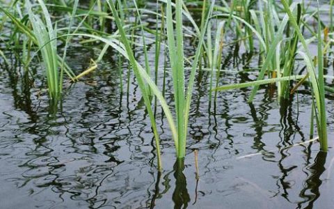 花叶芦竹是水生植物吗？挺水特性、种植养护与景观应用全解析