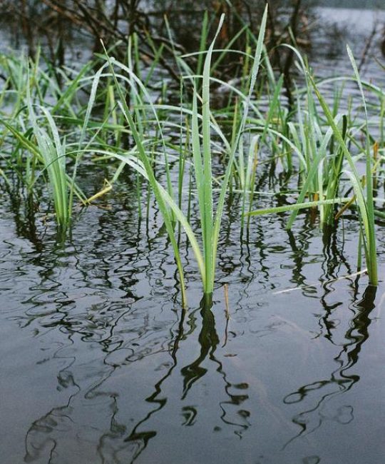 花叶芦竹是水生植物吗？挺水特性、种植养护与景观应用全解析