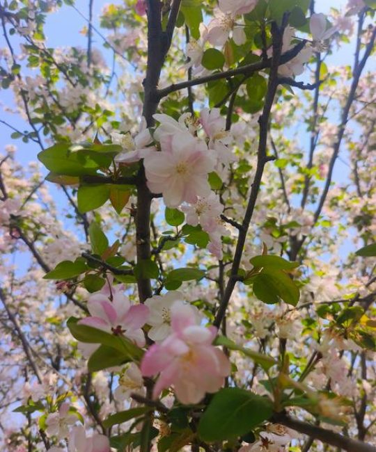垂丝海棠：小乔木还是灌木？全攻略（花色·花期·养护·修剪·盆栽/地栽）