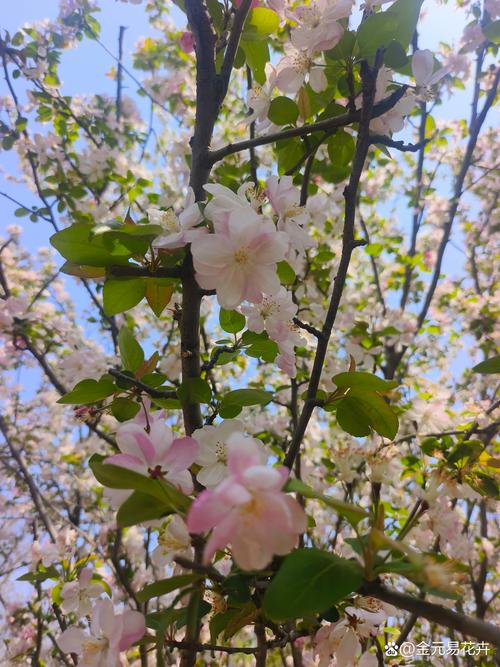 垂丝海棠:小乔木还是灌木?全攻略(花色·花期·养护·修剪·盆栽/地栽) 垂丝海棠:小乔木还是灌木?全攻略(花色·花期·养护·修剪·盆栽/地栽)