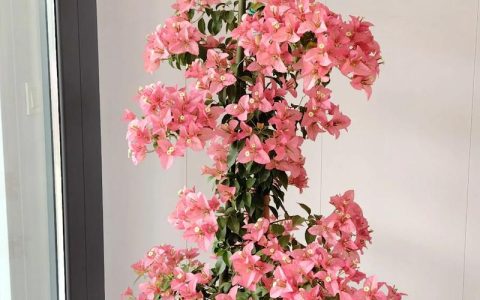 三角梅哪个品种好看又勤花？菲菲娜、加州黄金与安格斯全方位对比