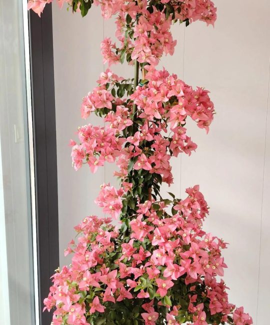 三角梅哪个品种好看又勤花？菲菲娜、加州黄金与安格斯全方位对比