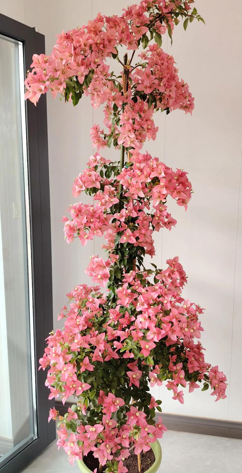 三角梅哪个品种好看又勤花?菲菲娜、加州黄金与安格斯全方位对比 三角梅哪个品种好看又勤花?菲菲娜、加州黄金与安格斯全方位对比