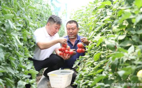 柿子苗种植方法全过程：从选苗到成活的7个关键步骤