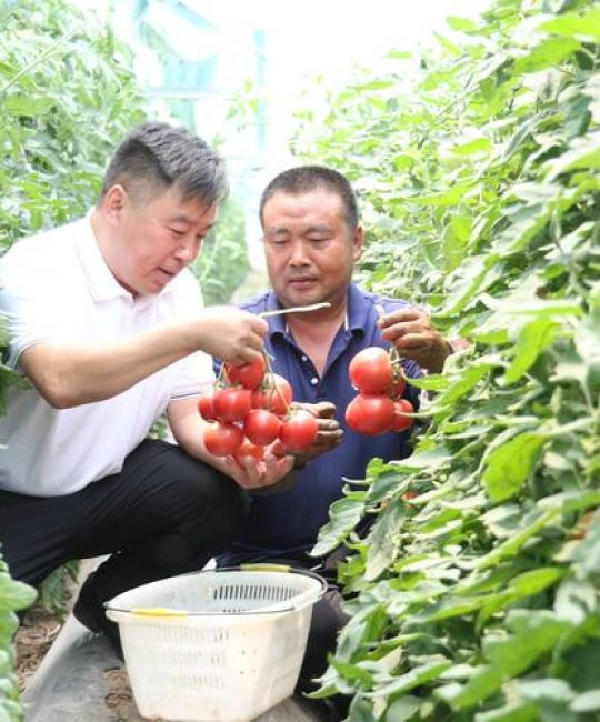 柿子苗种植方法全过程：从选苗到成活的7个关键步骤