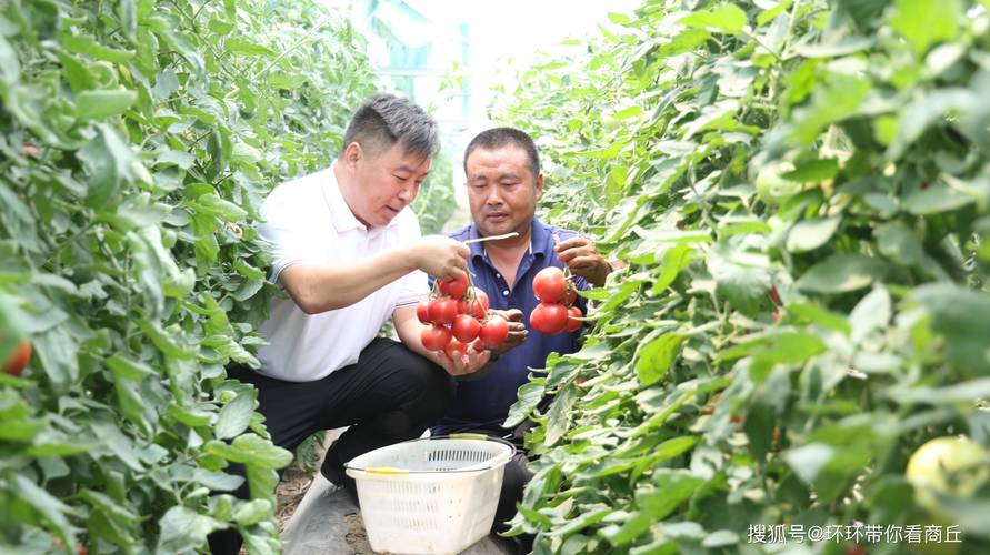 柿子苗种植方法全过程:从选苗到成活的7个关键步骤 柿子苗种植方法全过程:从选苗到成活的7个关键步骤