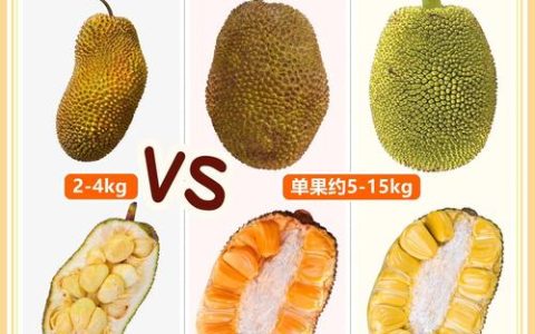 菠萝蜜品种深度对比：干包、水包、粉包及泰国金菠萝蜜选择指南