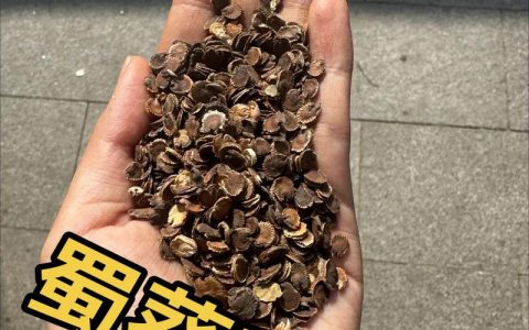 蜀葵是一年生还是多年生植物？家庭种植全攻略