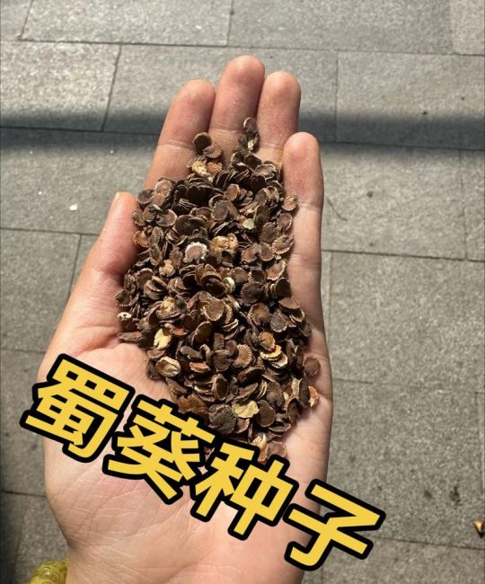蜀葵是一年生还是多年生植物？家庭种植全攻略