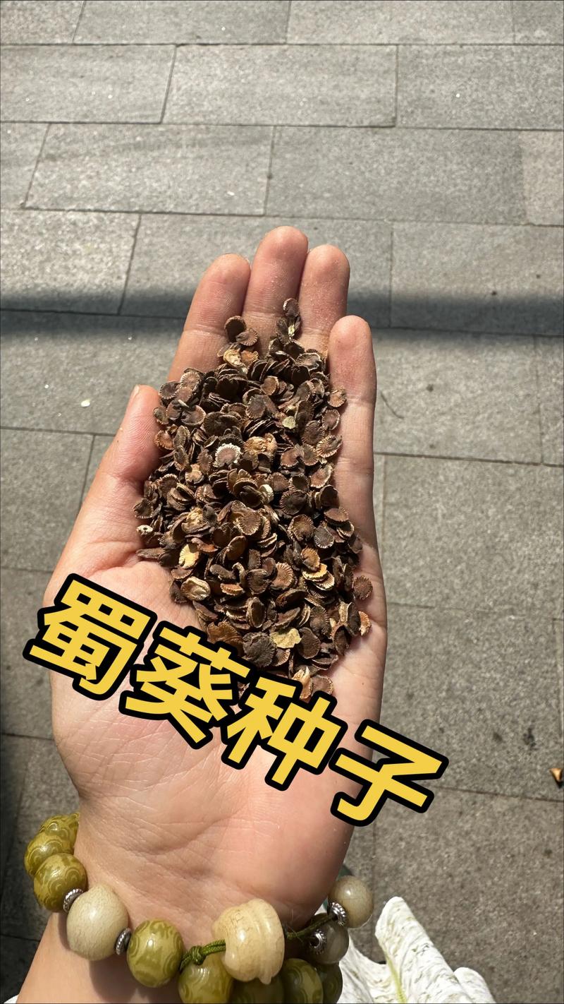 蜀葵是一年生还是多年生植物?家庭种植全攻略 蜀葵是一年生还是多年生植物?家庭种植全攻略
