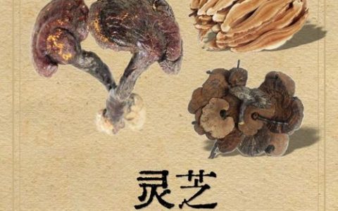 红豆杉与灵芝的功效及食用安全指南