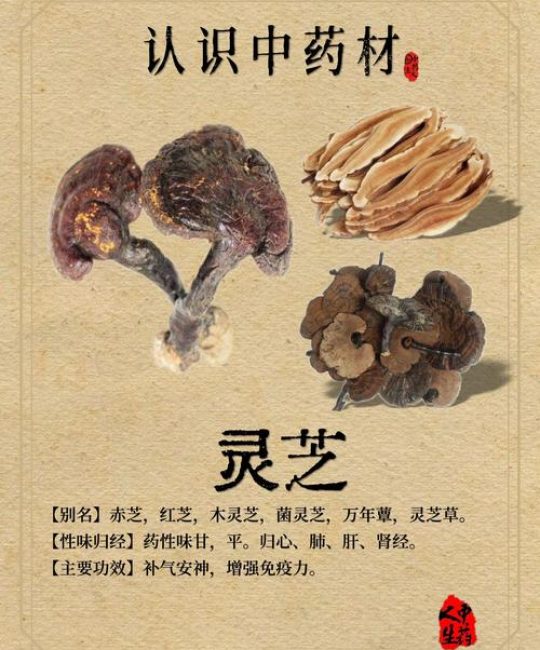 红豆杉与灵芝的功效及食用安全指南