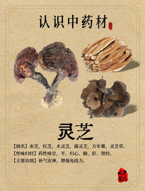 红豆杉与灵芝的功效及食用安全指南