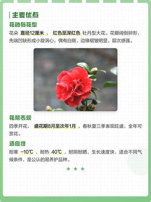 茶花是四季常青吗?一文读懂山茶花的生长习性、养护要点与气候适应方案 修剪促花系统指导