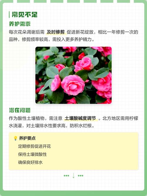 茶花是四季常青吗?一文读懂山茶花的生长习性、养护要点与气候适应方案 常见误区与纠正