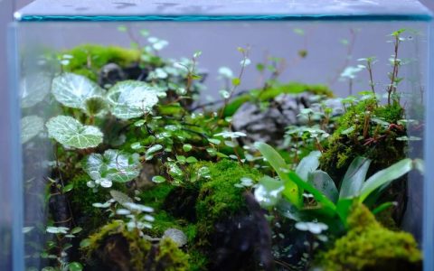 青苔是水生植物吗？真相与水生苔藓养护指南