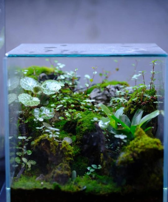 青苔是水生植物吗？真相与水生苔藓养护指南