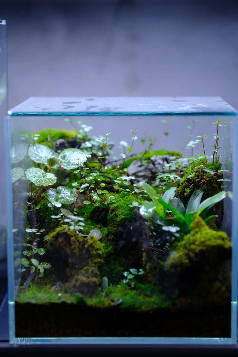青苔是水生植物吗?真相与水生苔藓养护指南 青苔不是典型水生植物,但部分苔藓可适应水下生活
